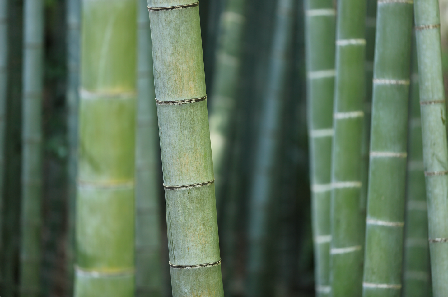 Golden Bamboo